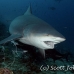 shark_bull_2d_srmr_beqa_h_0039_fij6350.jpg